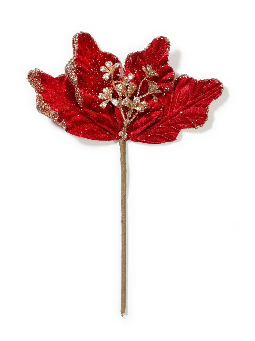 Weihnachtsstern rot hauptaufnahme