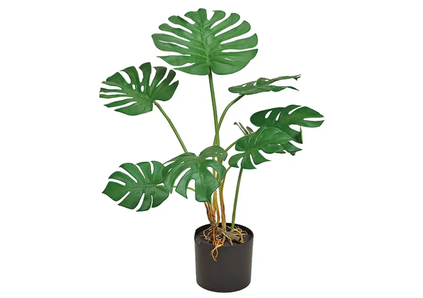 Monstera grün L hauptaufnahme