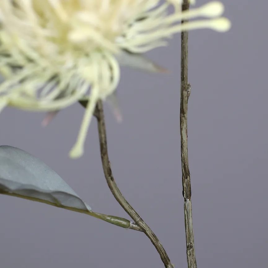 Protea creme detail