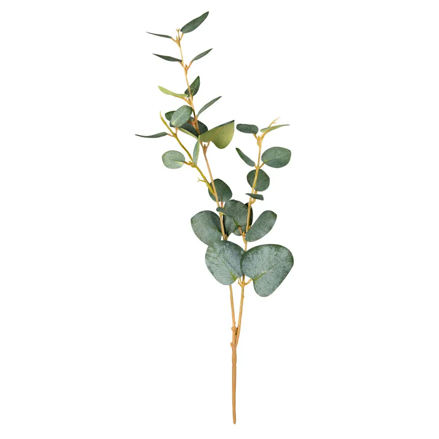 Eukalyptus hauptaufnahme