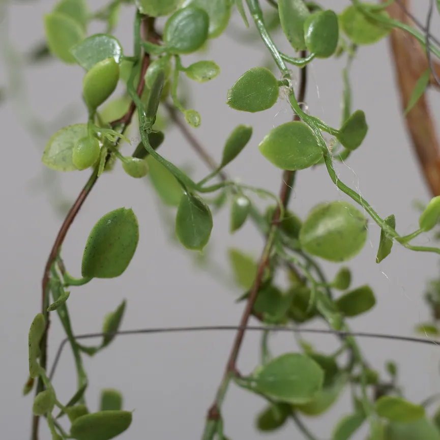 Mühlenbeckia-Hänger grün detail