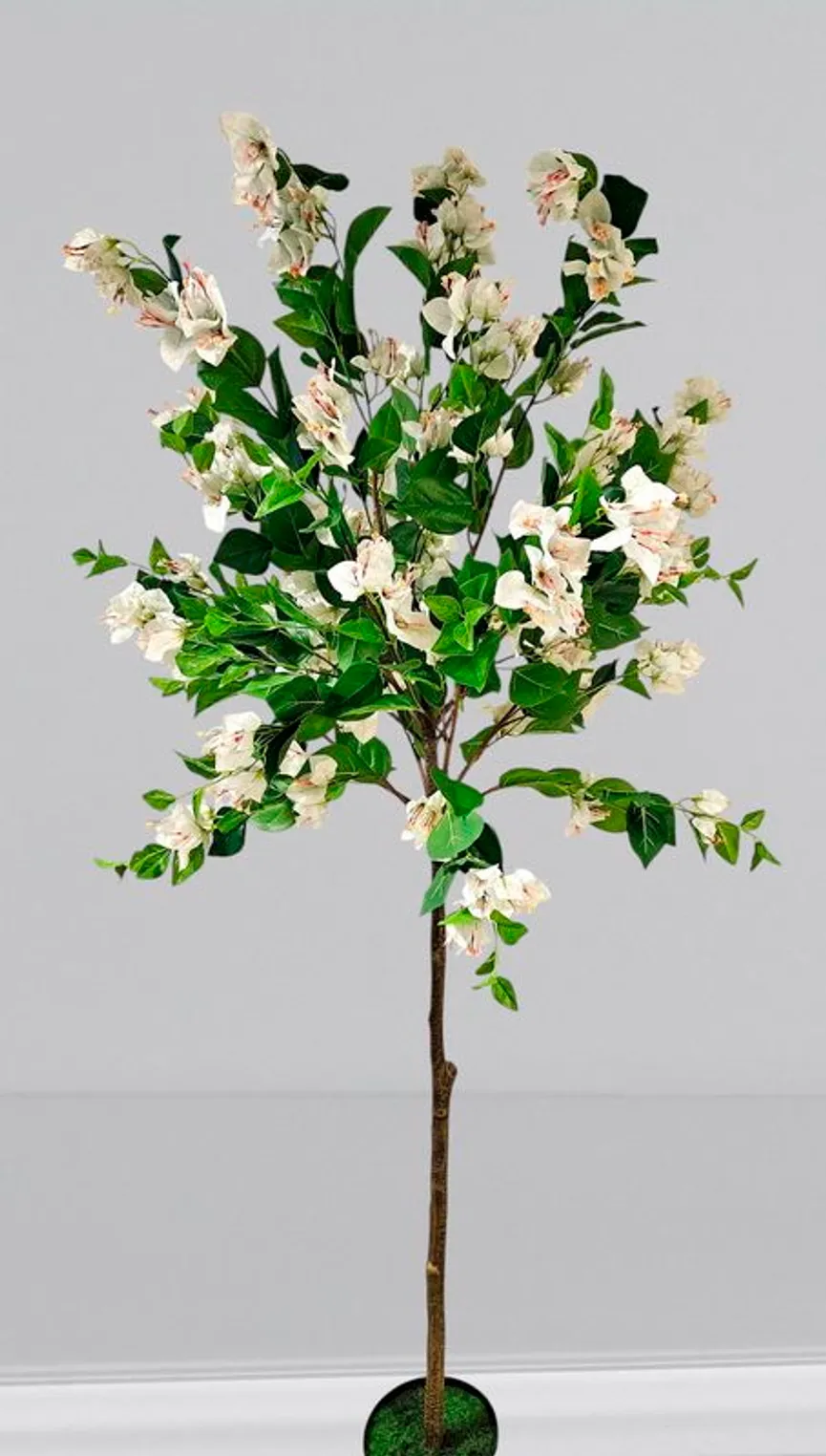 Bougainvilleabaum L weiß milieu