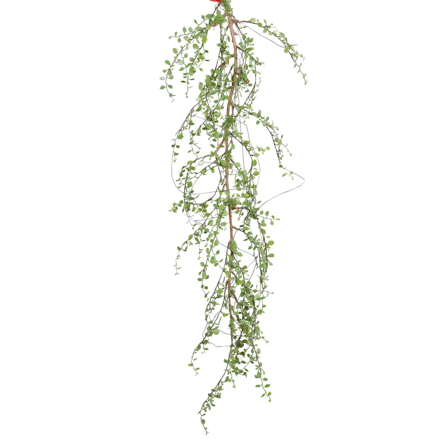 Mühlenbeckia-Hänger grün hauptaufnahme