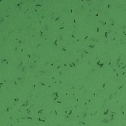 Grün material_farbe