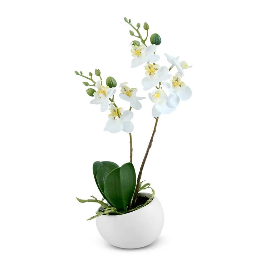 Mini-Orchidee Phalaenopsis cre hauptaufnahme