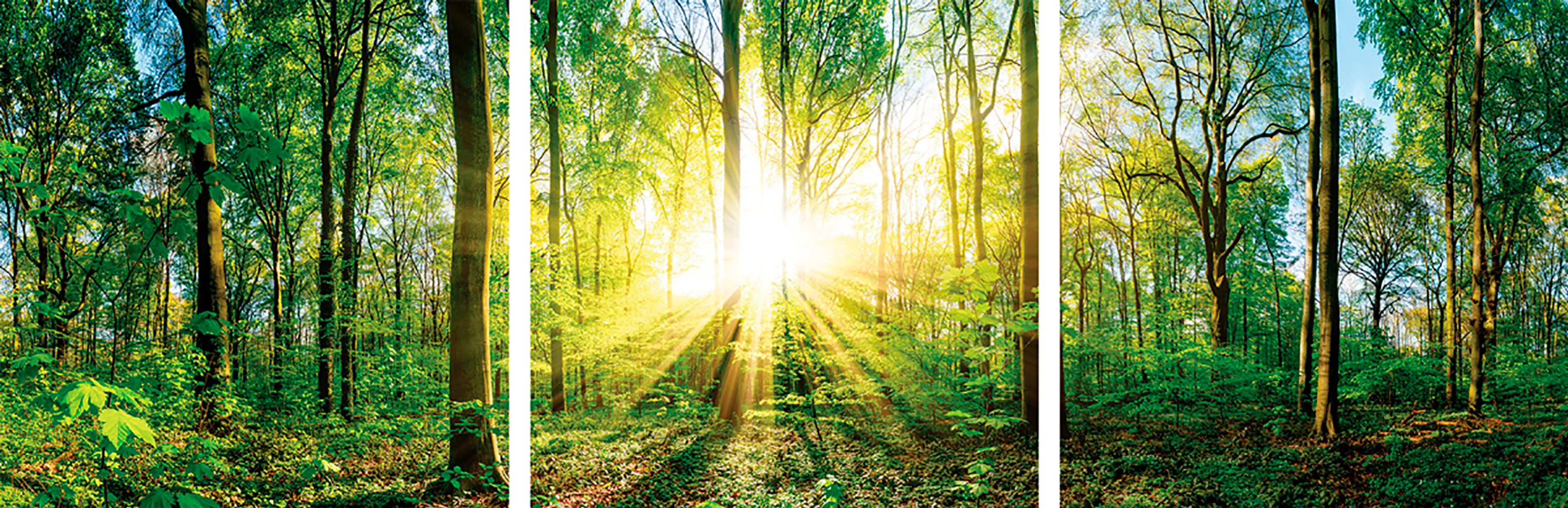 Glasbild 3tlg. Sunrise in the Forest
