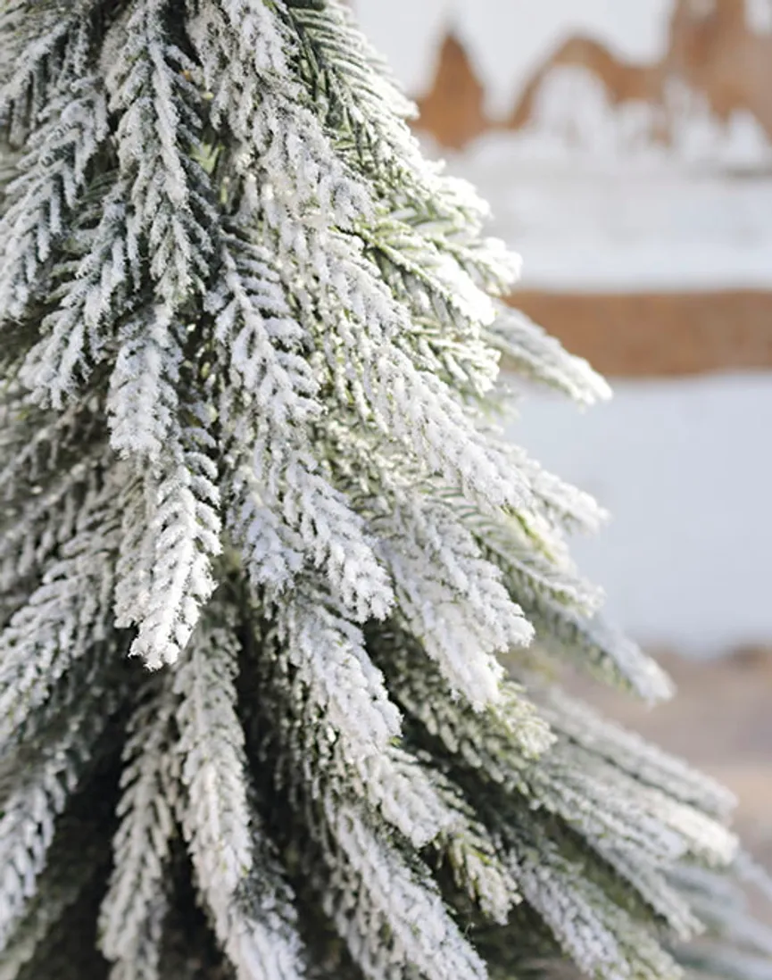Tannbaum mit Schnee detail