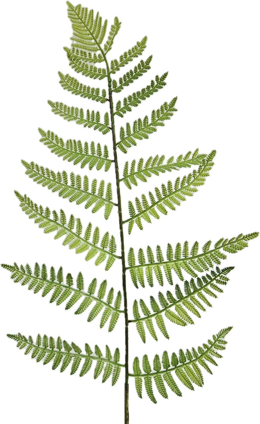 Waldfarnzweig grün hauptaufnahme