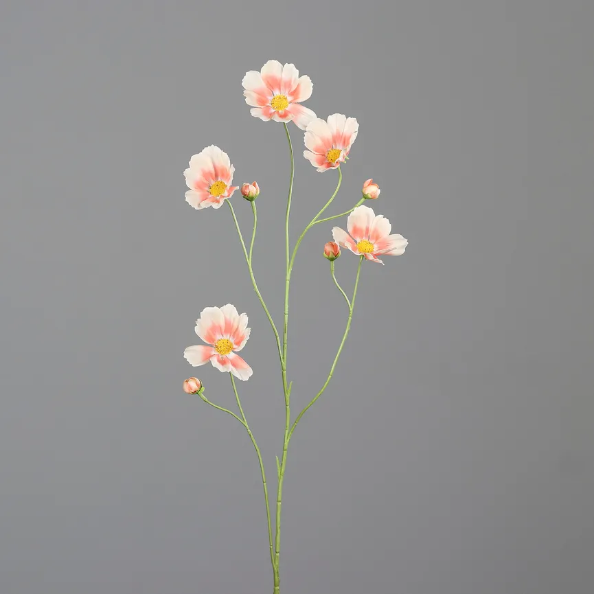 Cosmea apricot hauptaufnahme