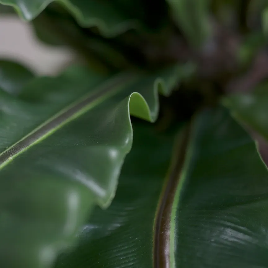 Nestfarn grün detail