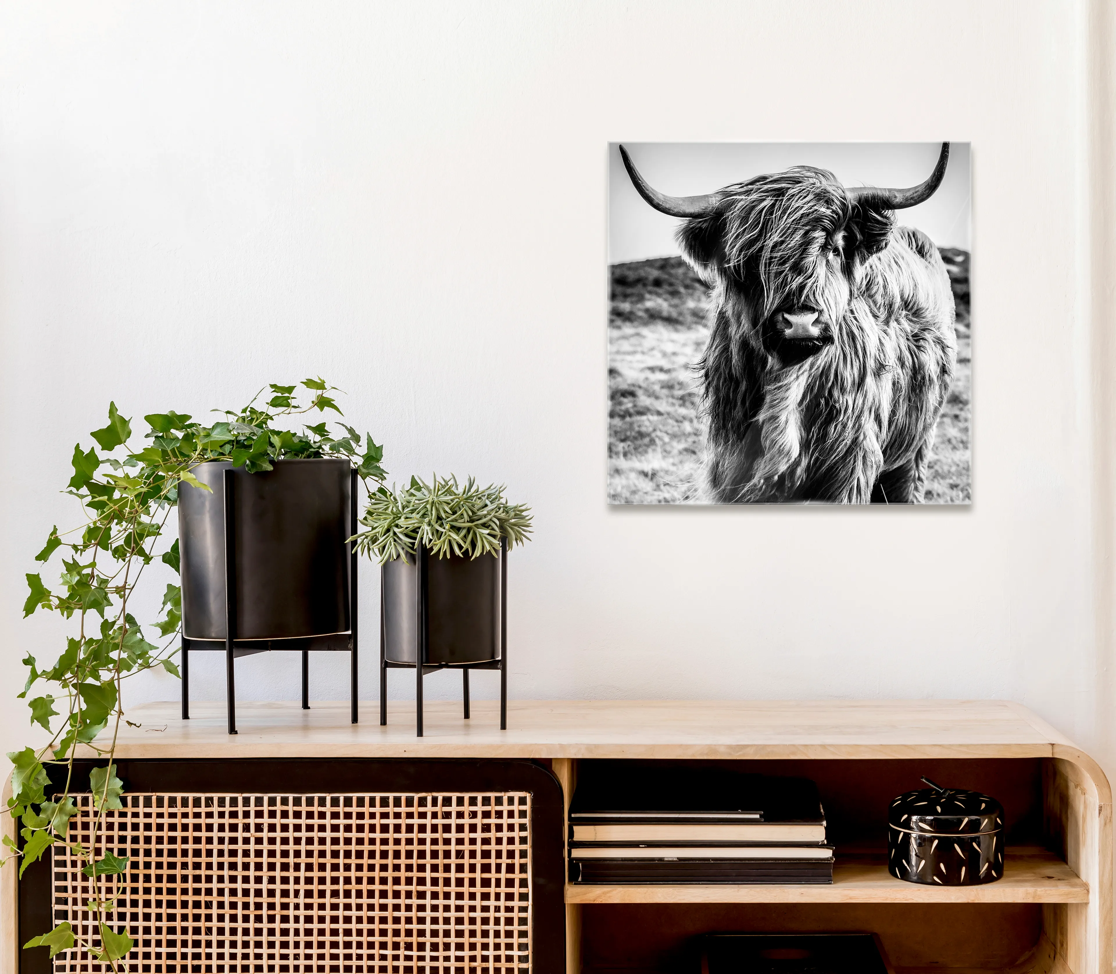 Glasbild 50 x 50 cm Highland Cow I