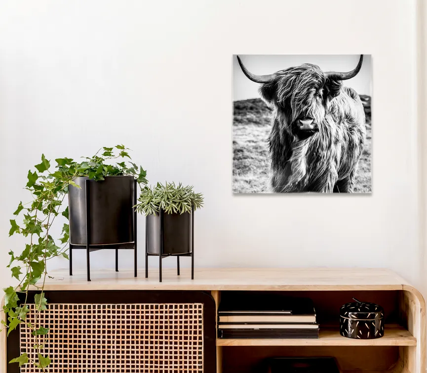 Highland Cow I milieu
