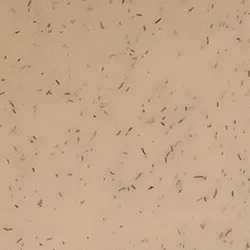 Beige material_farbe