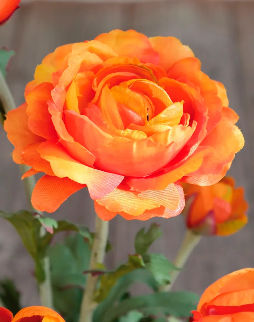 Ranunkel orange detail