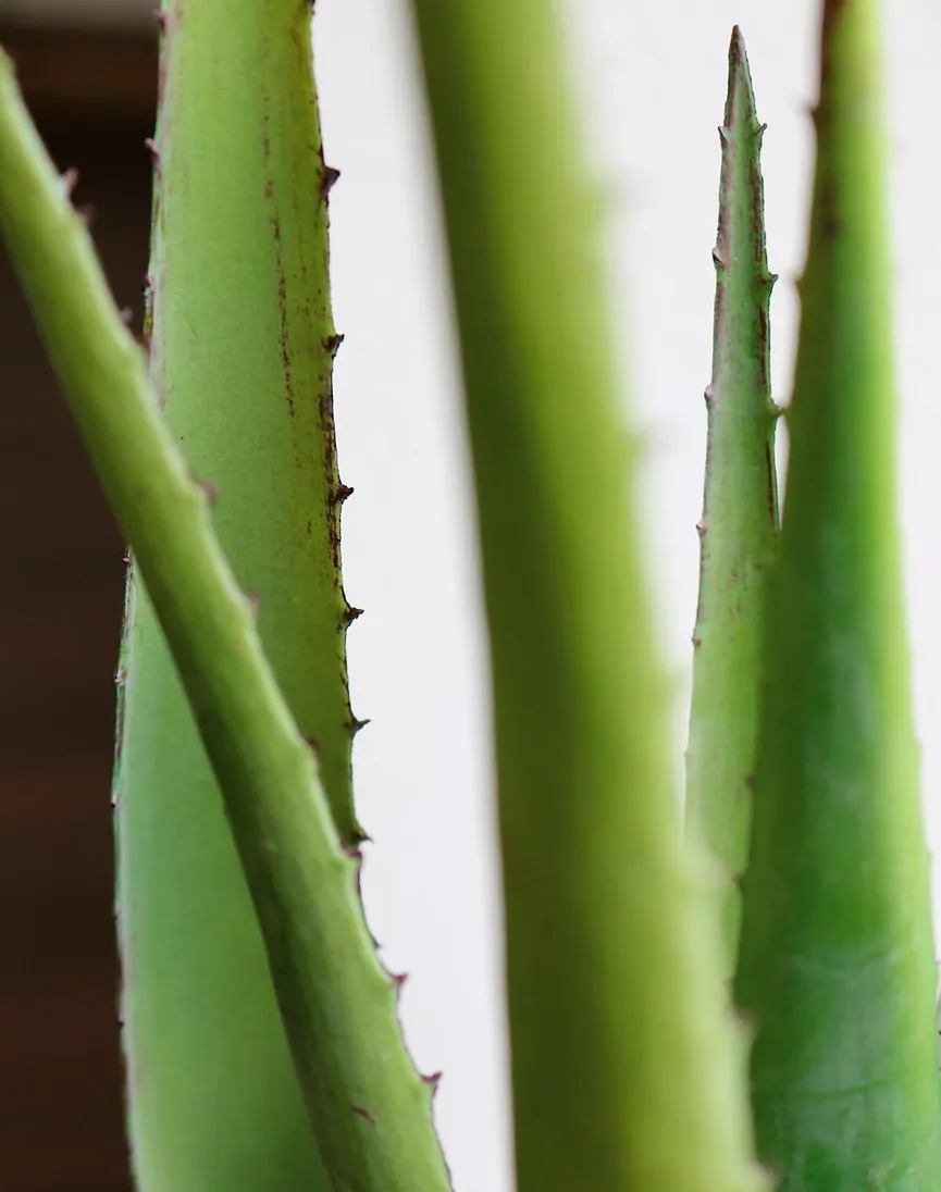 Aloe L grün detail