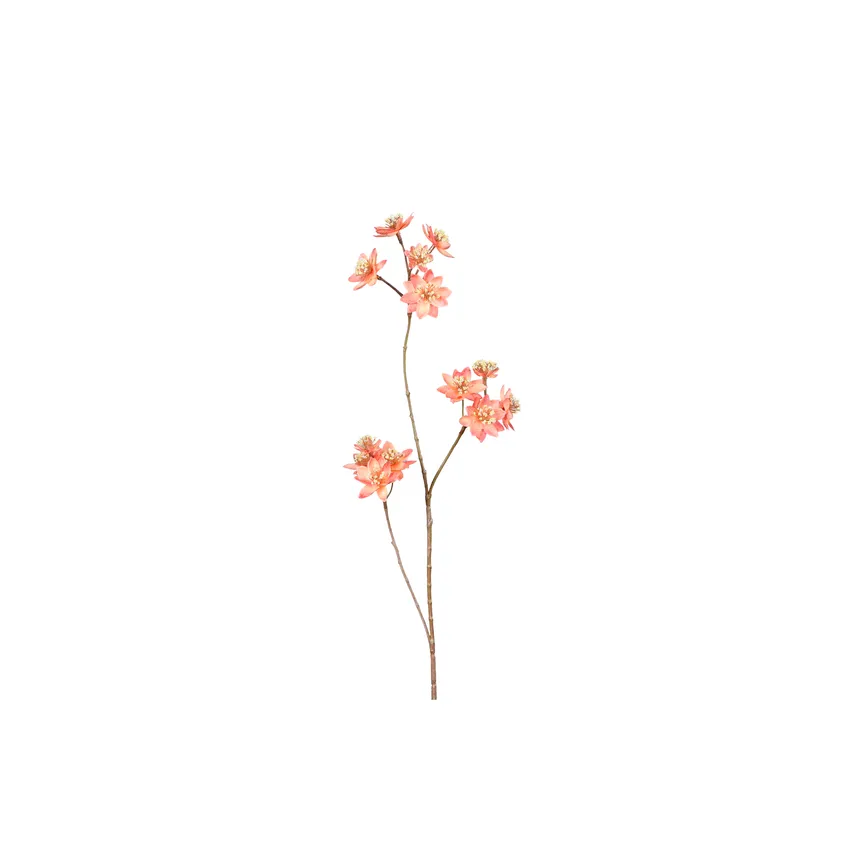 Astrantia apricot hauptaufnahme