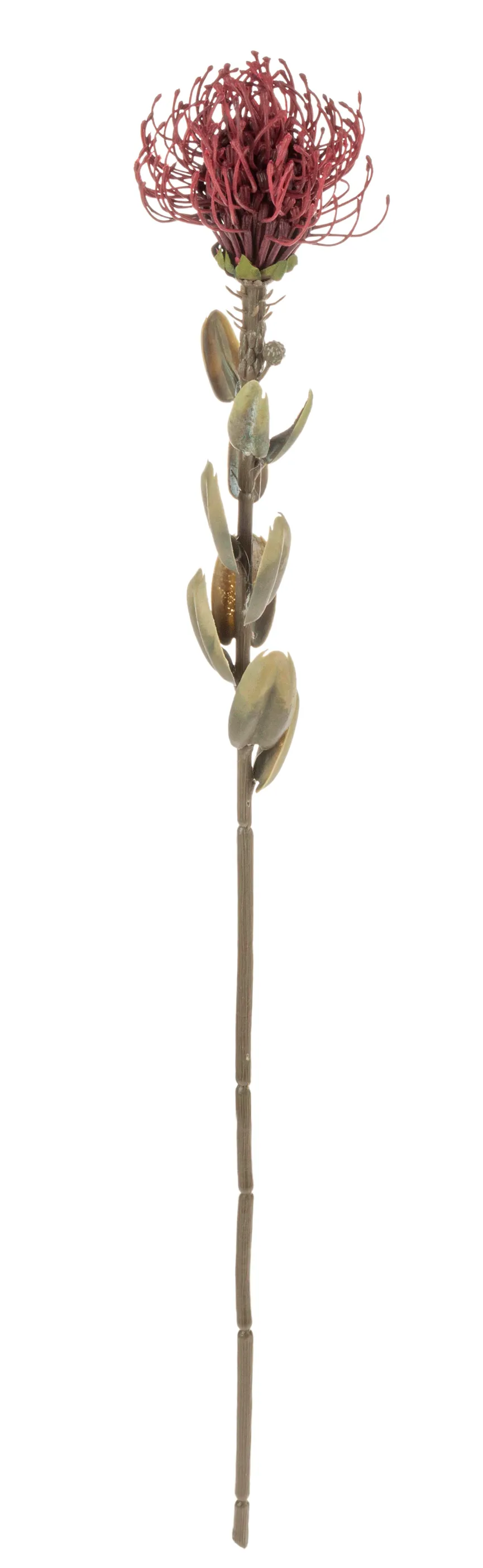 Protea "Vintage" burgunderrot hauptaufnahme