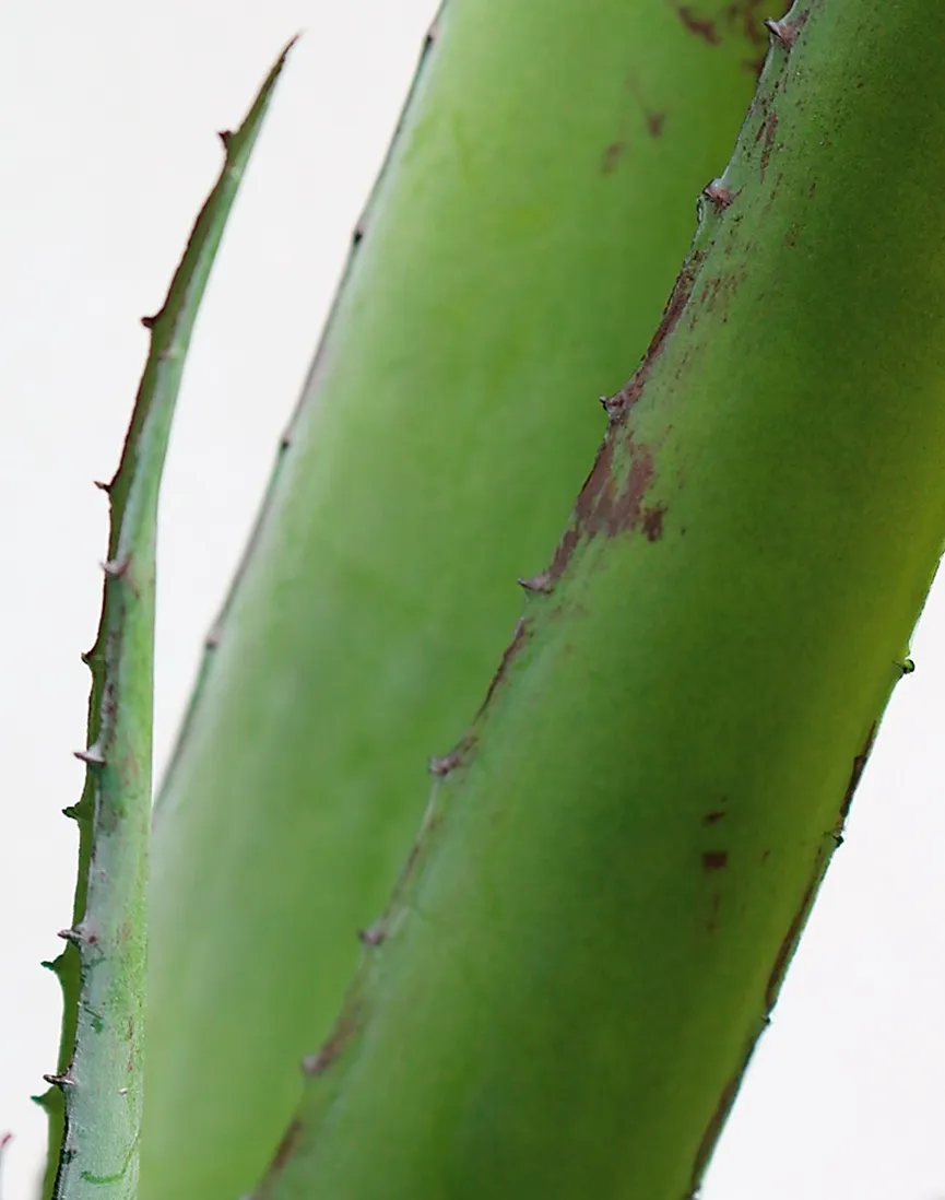 Aloe L grün detail