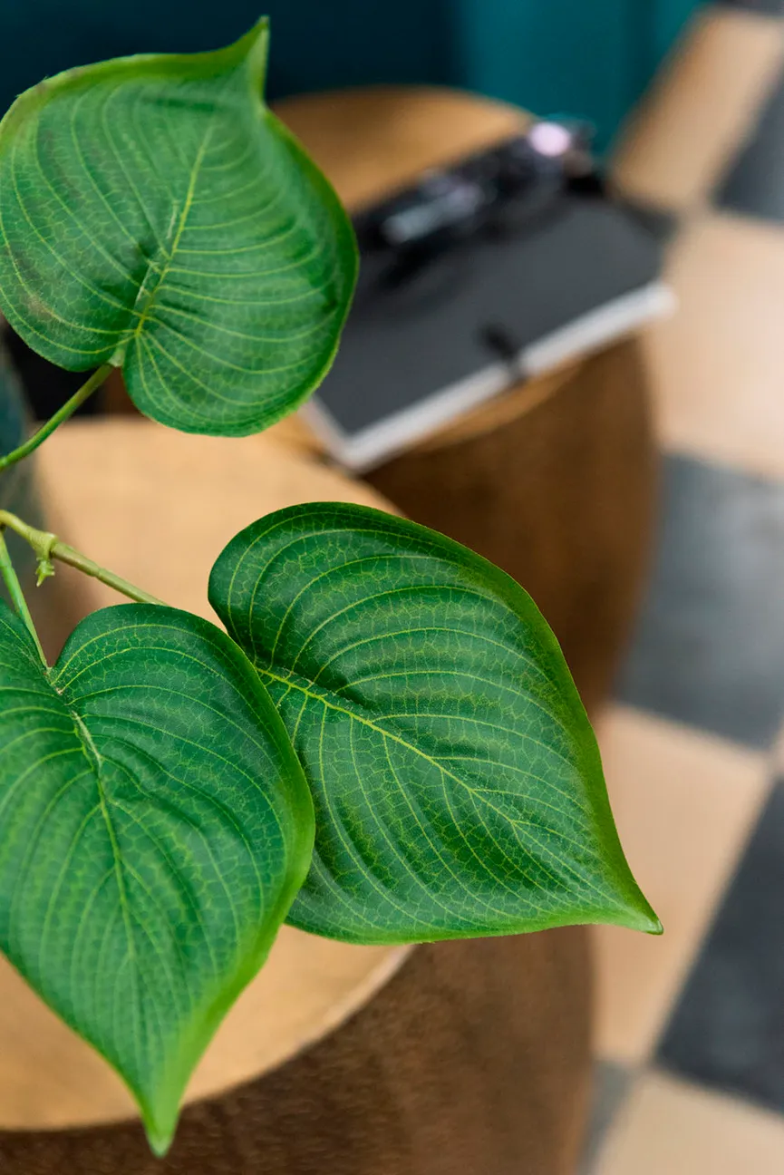 Philodendron milieu