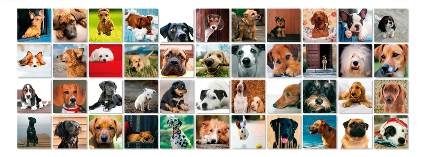 Remember 44 "Dogs" detail