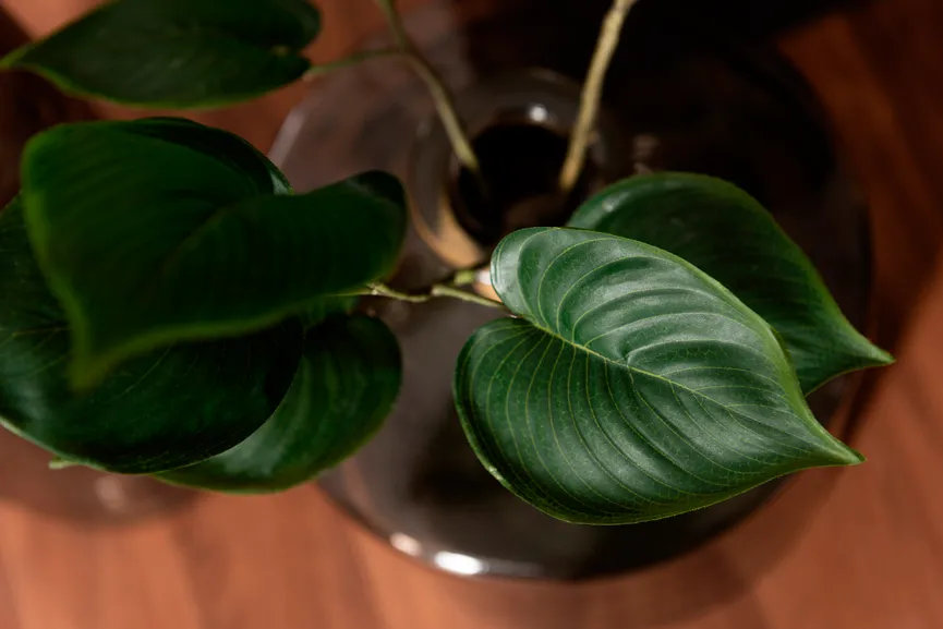 Philodendron milieu