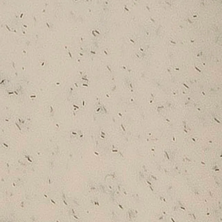 Lunchbox "Pascal" 3-tlg. sand material_farbe