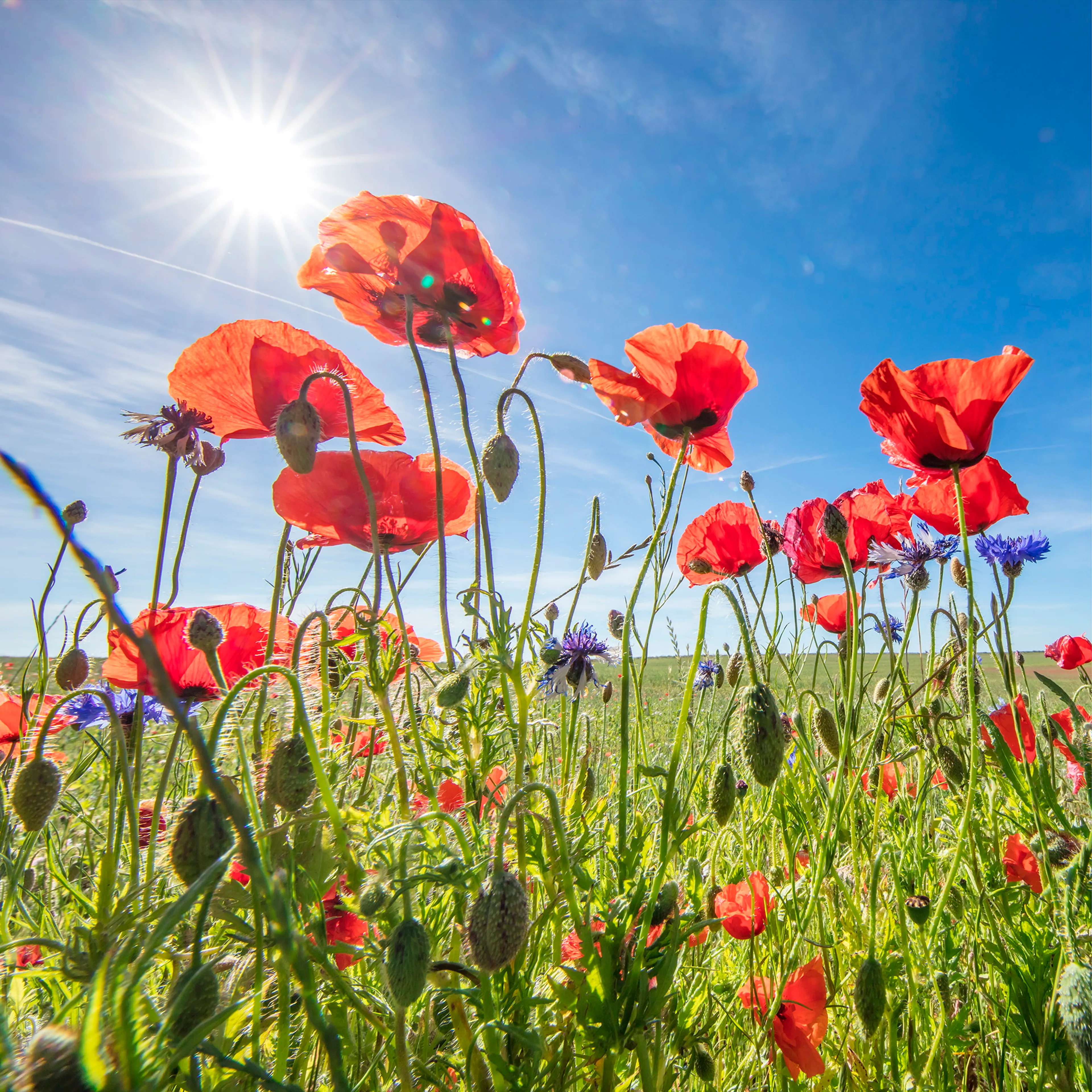 Glasbild 50 x 50 cm Poppies IV
