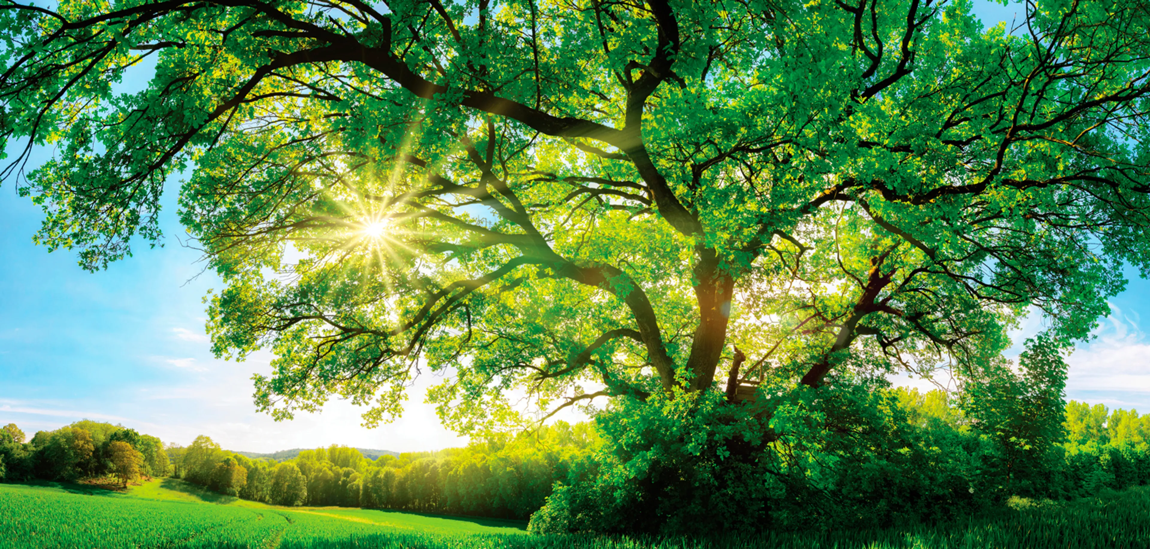 Wandbild 55 x 115 cm Green tree
