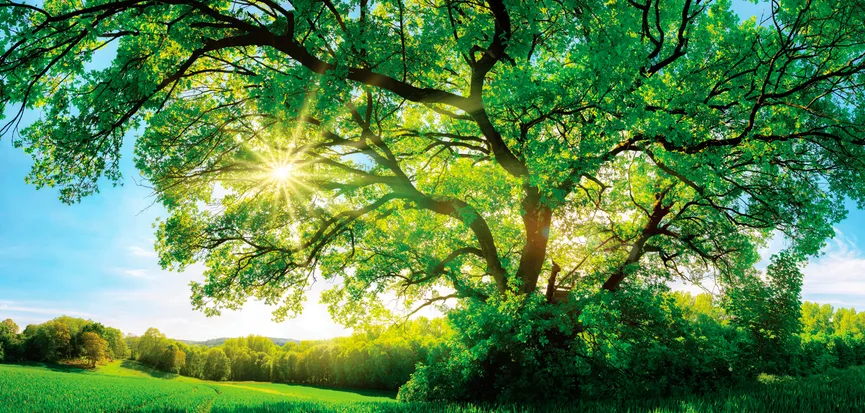 Wälder - Grüner Baum hauptaufnahme