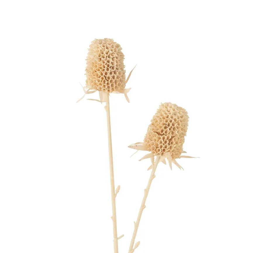 Tagetes creme-weiß material_farbe