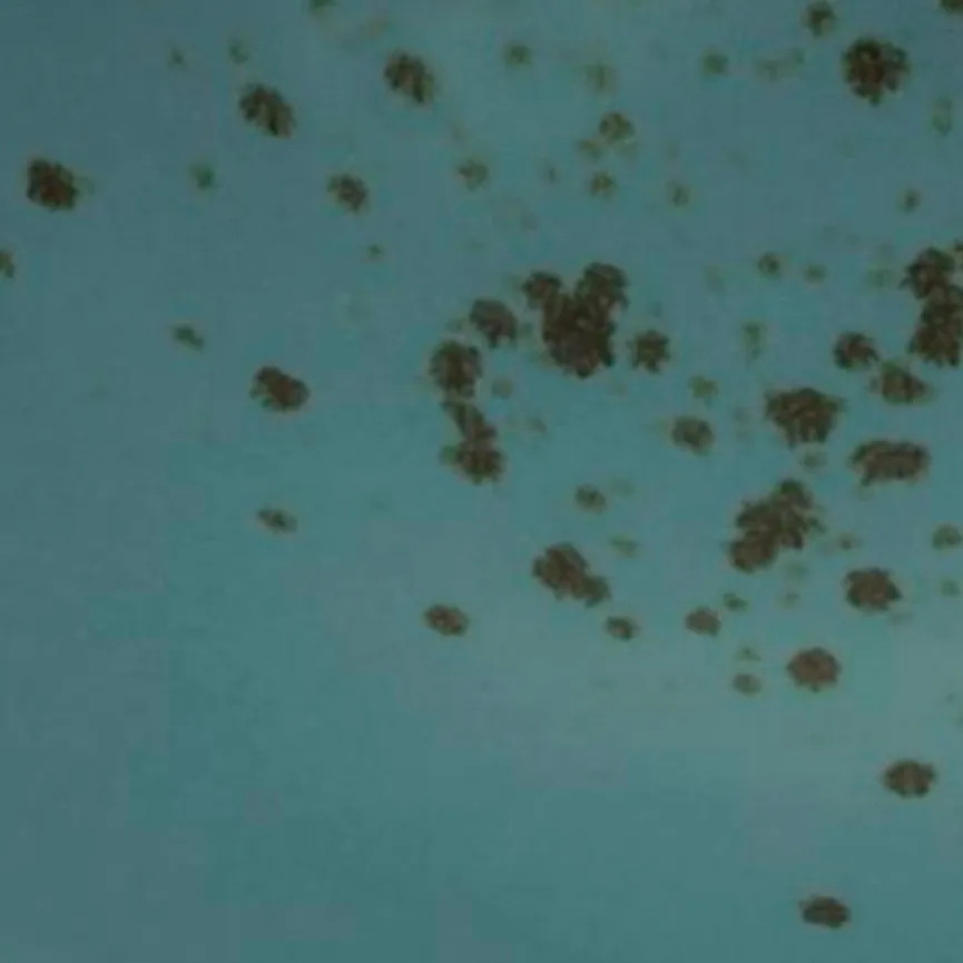 Buddha Bowl material_farbe