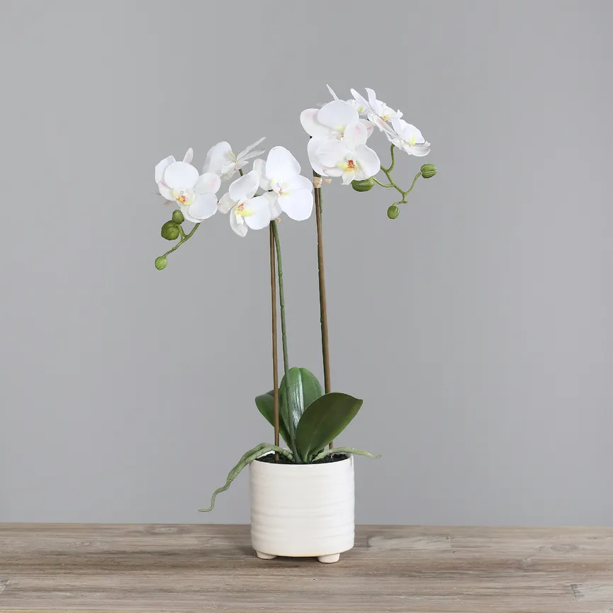 Orchidee creme detail