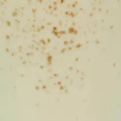 Creme material_farbe