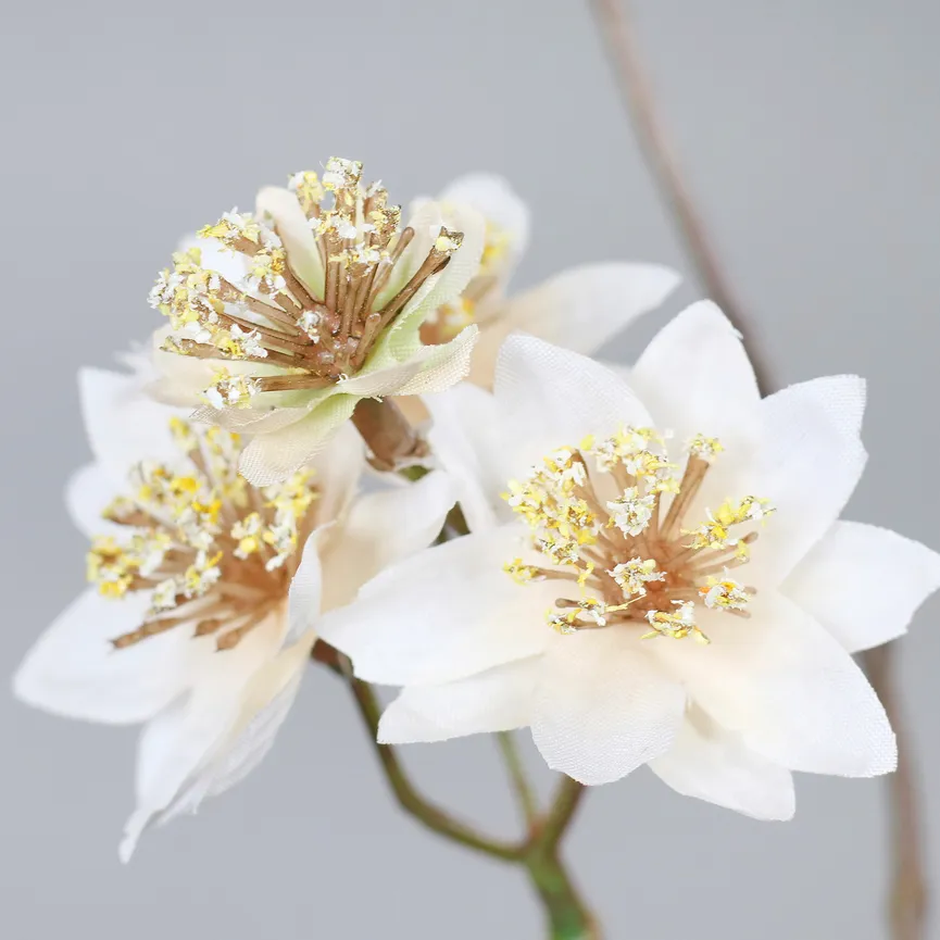 Astrantia creme material_farbe