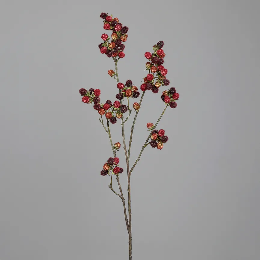 Brombeerzweig brombeer hauptaufnahme