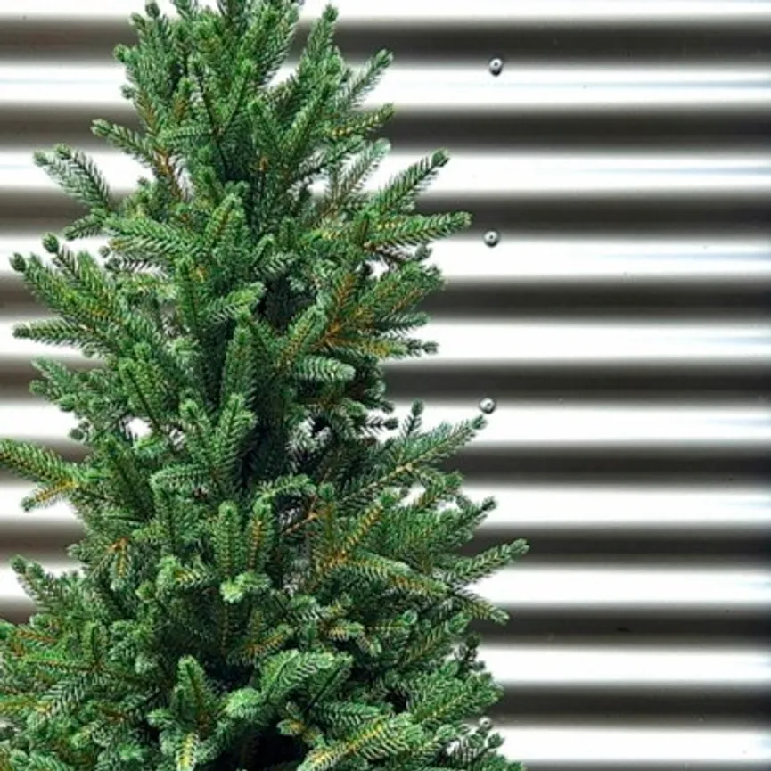 Zwergfichte M detail