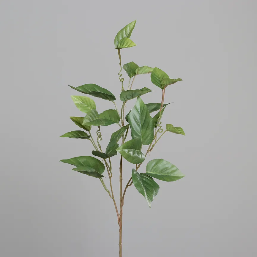 Caladium-Zweig grün milieu