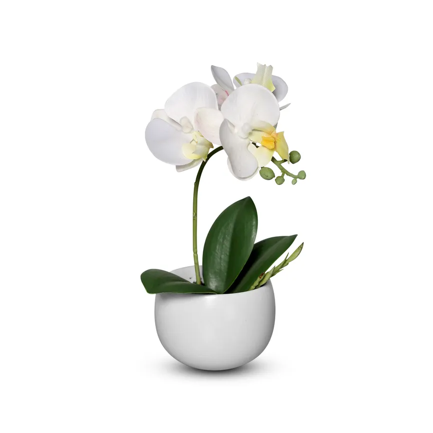 Orchidee creme hauptaufnahme