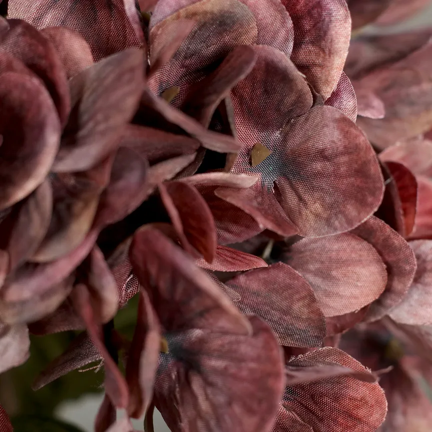 Hortensie dunkelpink detail