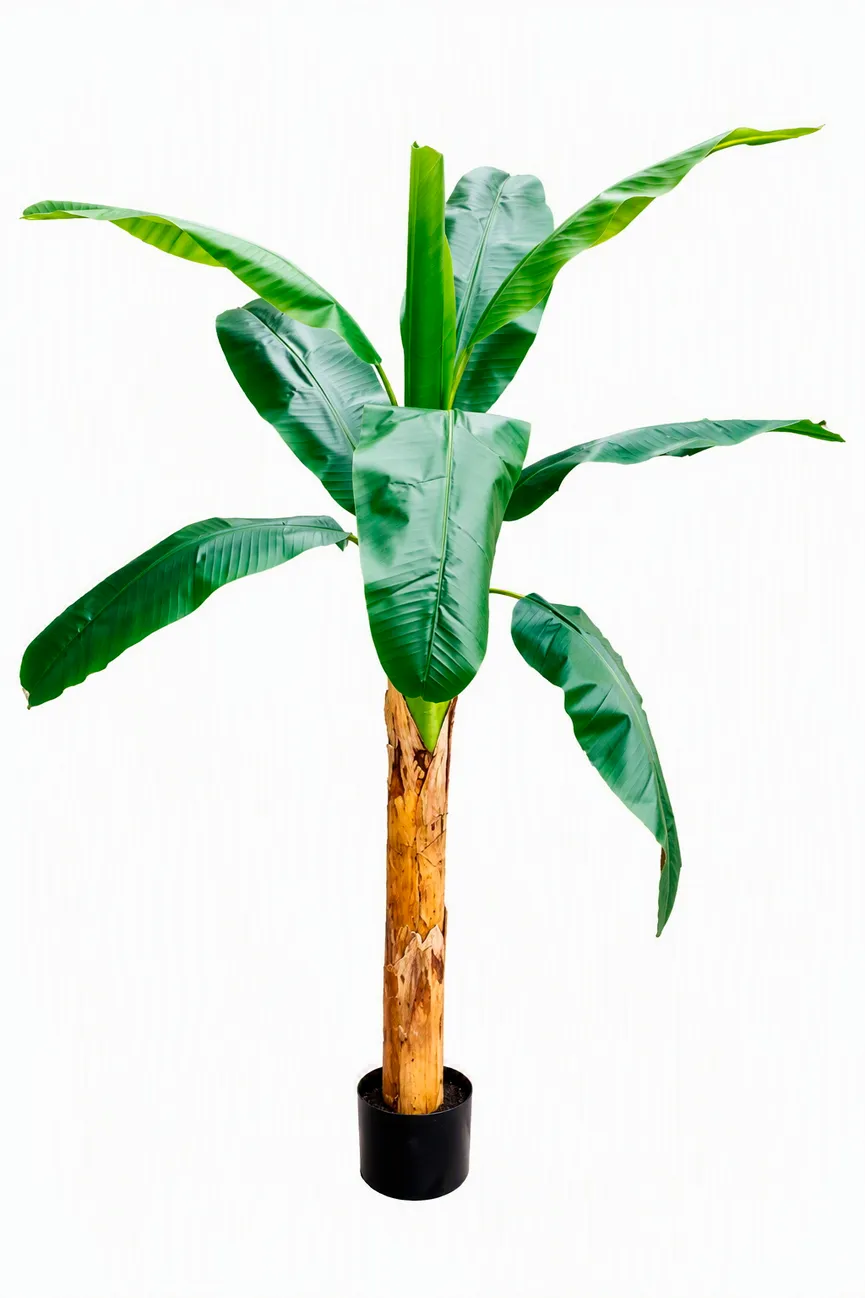 Bananenbaum L grün hauptaufnahme