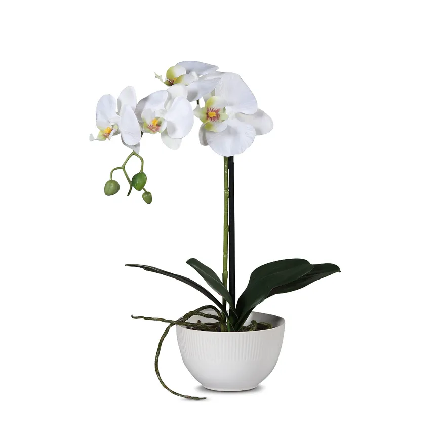 Orchidee creme M hauptaufnahme