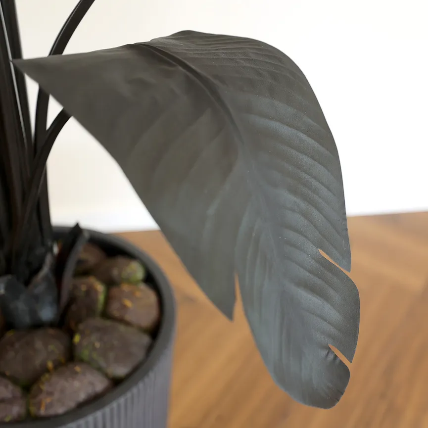 Strelitzie M schwarz detail