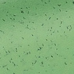 Grün material_farbe