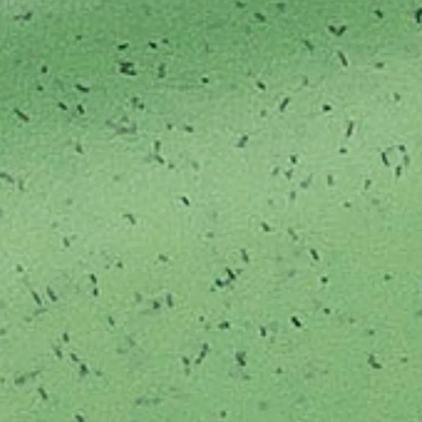 Besteck-Etui "Klikk" grün material_farbe