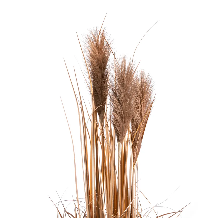 Schilfgras gold detail