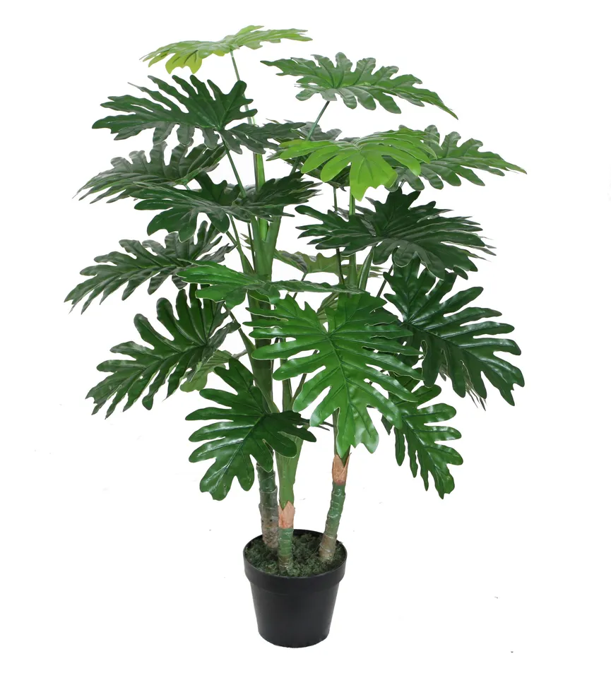 Philodendron L grün hauptaufnahme