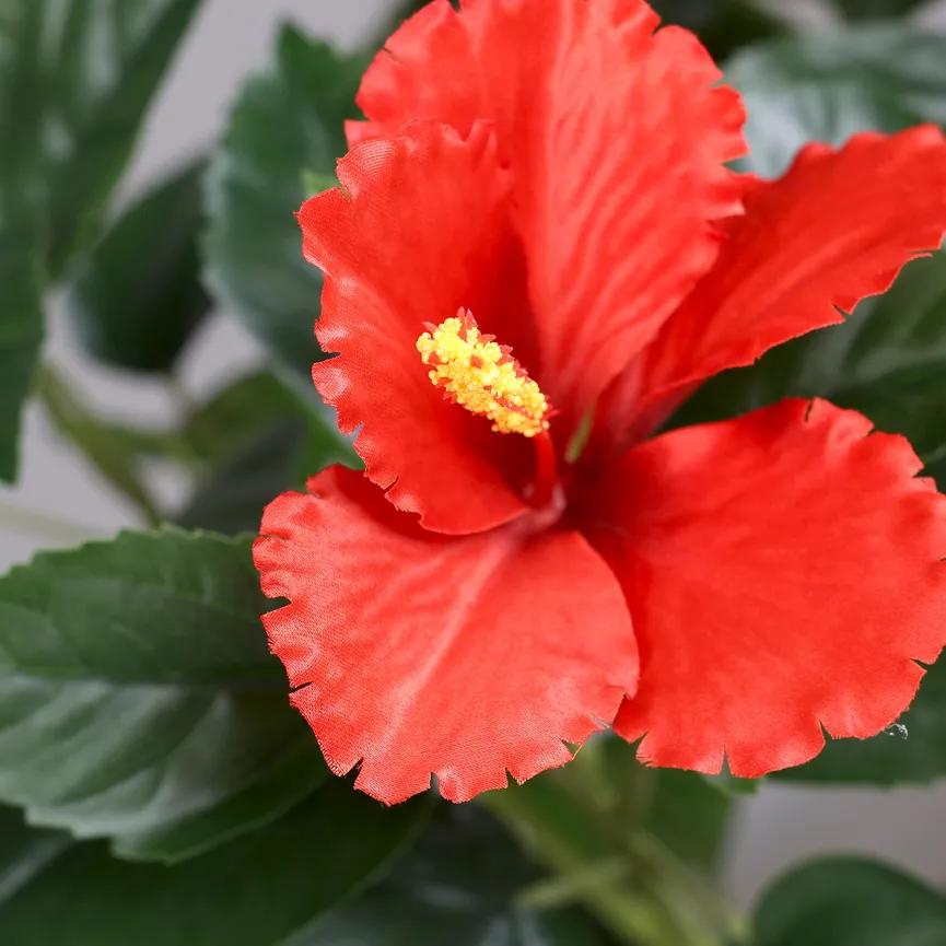 Hibiskus rot detail