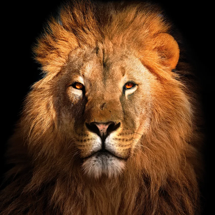 Tiere - Lion II hauptaufnahme