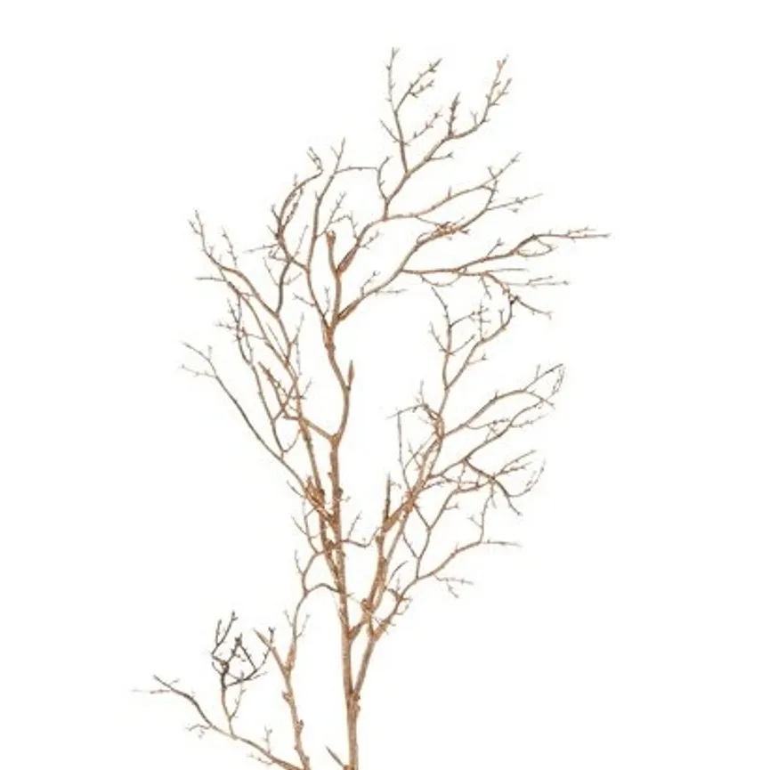 Zweig champagner-camelie detail