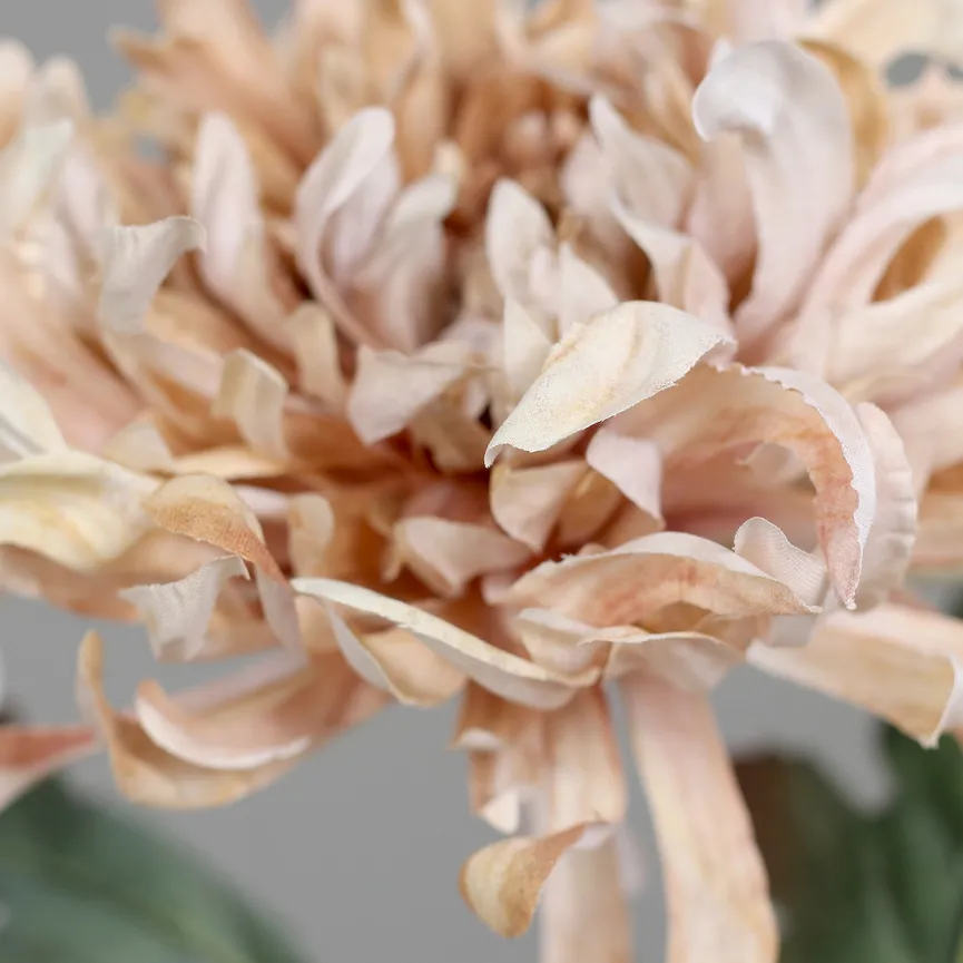 Chrysantheme dunkelcreme detail